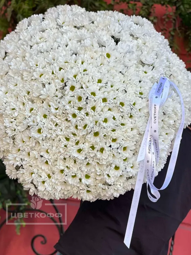 Монобукет из 101 хризантемы
