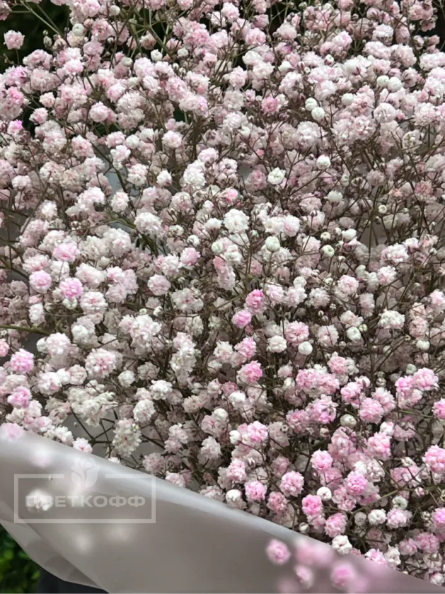 Монобукет из розовой гипсофилы