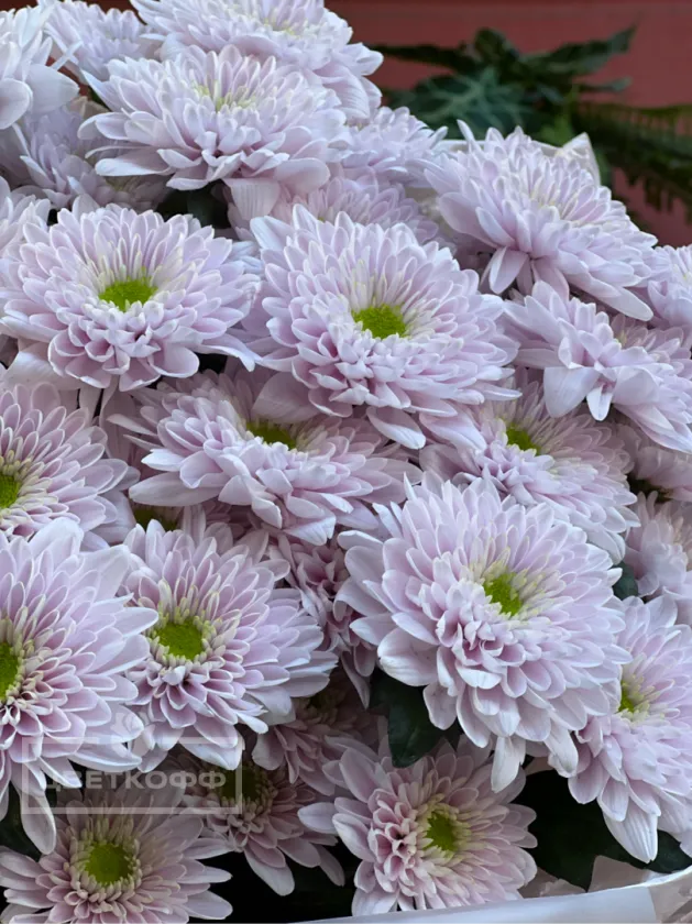 Монобукет из 7 розовых хризантем