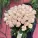Монобукеты
